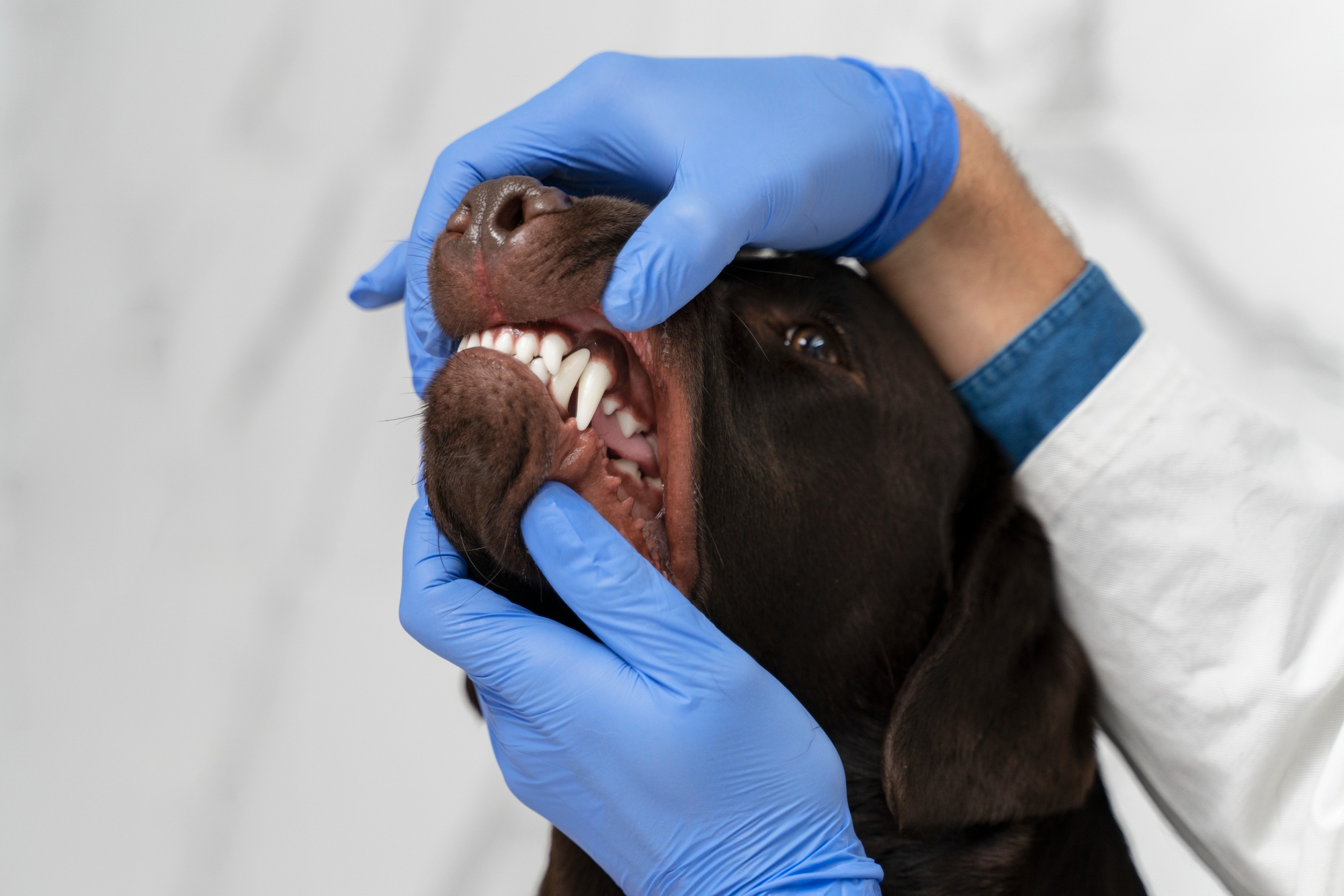 Odontologia